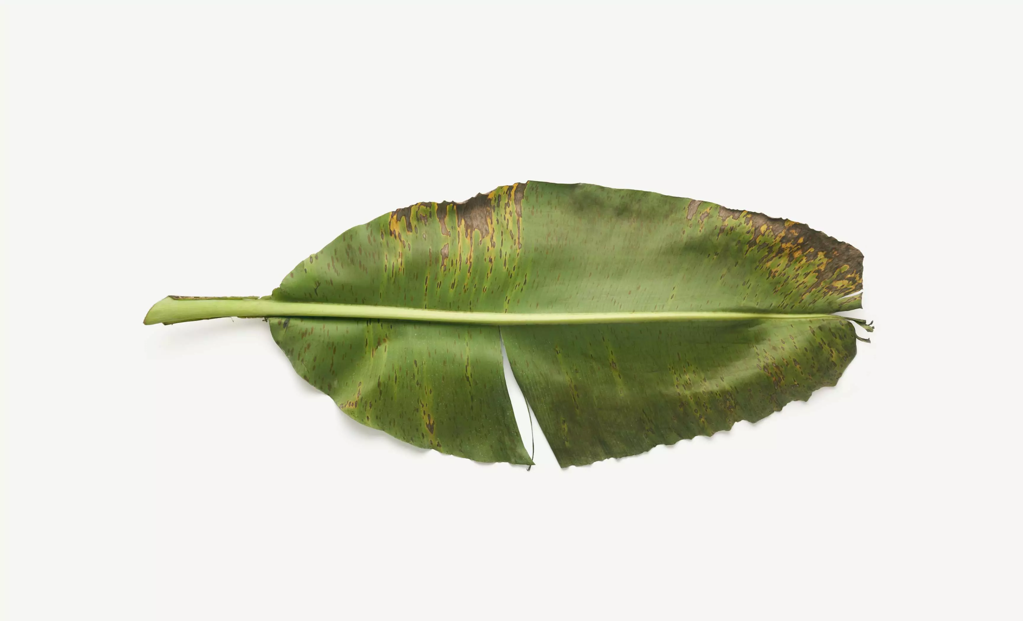 A single banana plant with healthy leaves (<5% leaf damage) produces between 200-240 bananas per year.