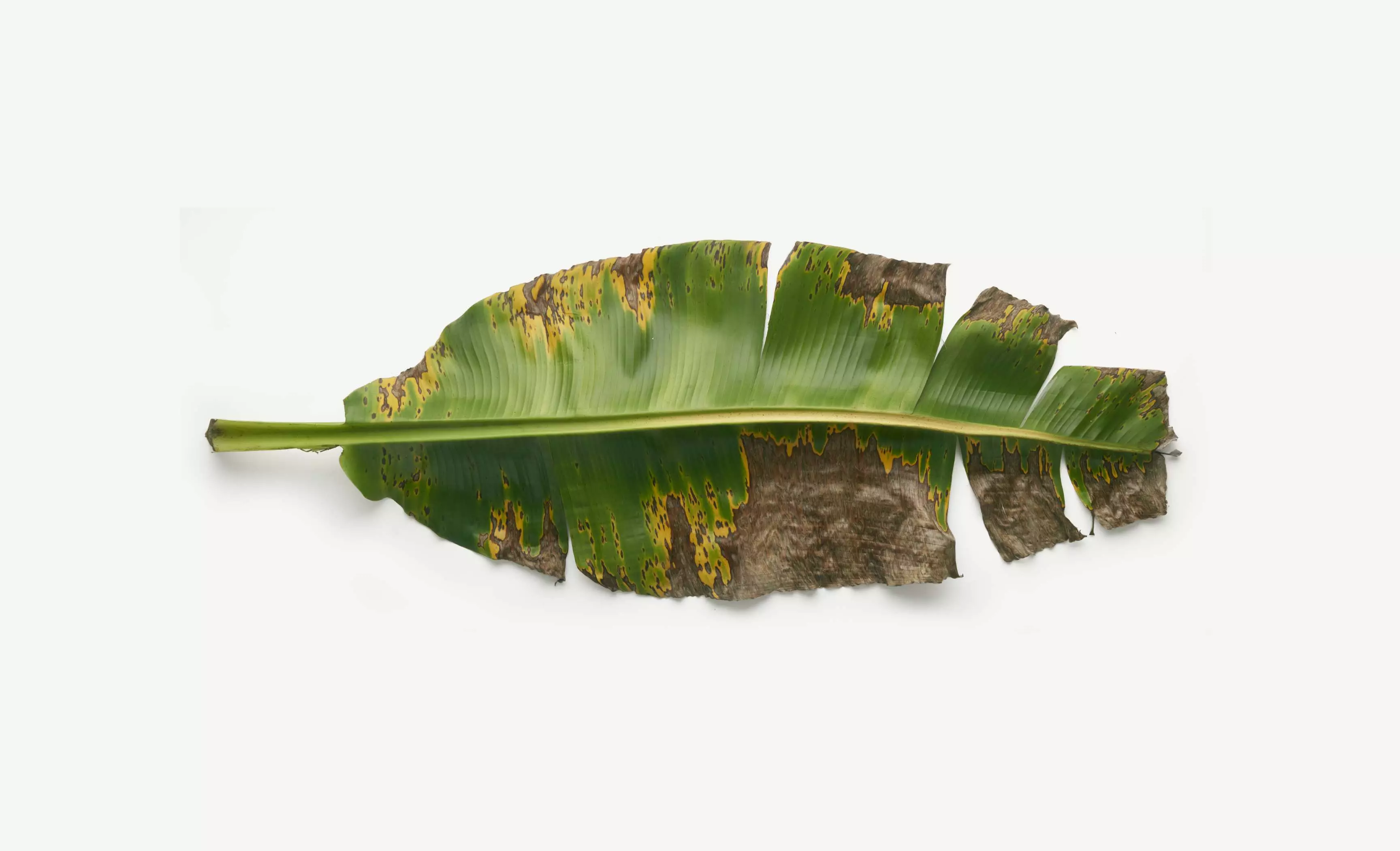 A single banana plant with healthy leaves (<5% leaf damage) produces between 200-240 bananas per year.