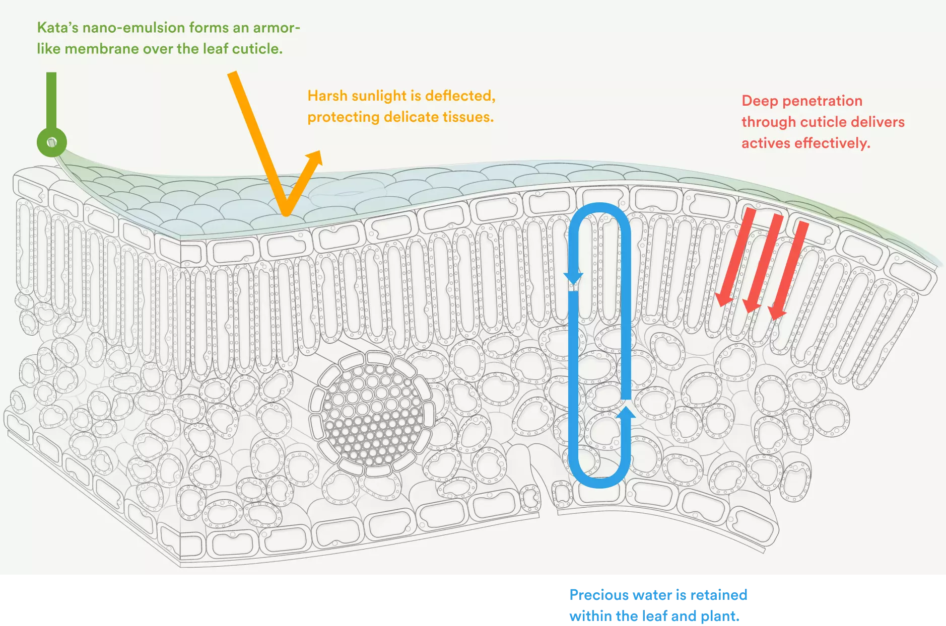 Kata’s nano-emulsion forms an armor-like membrane over the leaf cuticle. Disease-causing pests, molds, fungus are repelled at the surface and neutralized from within. Vascular absorption delivers protection beyond the surface. Precious water is retained within the leaf and plant.