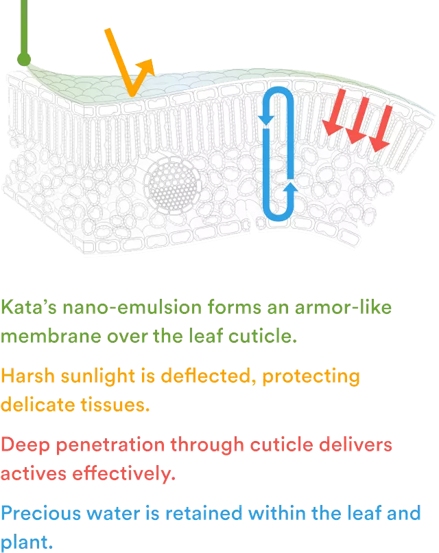 Kata’s nano-emulsion forms an armor-like membrane over the leaf cuticle. Disease-causing pests, molds, fungus are repelled at the surface and neutralized from within. Vascular absorption delivers protection beyond the surface. Precious water is retained within the leaf and plant.