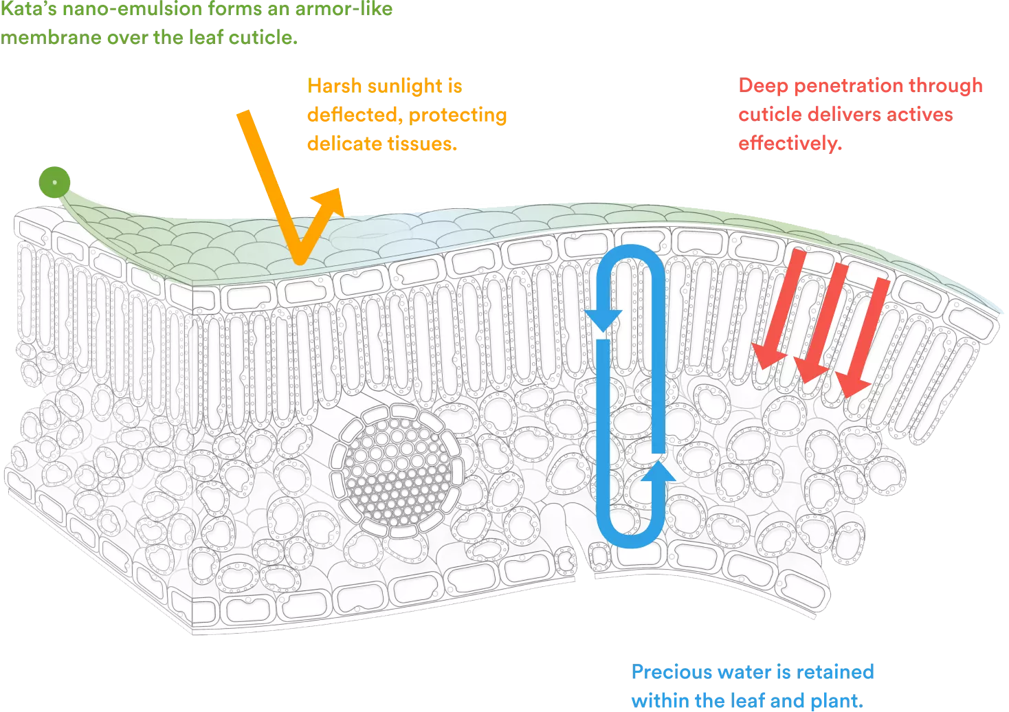 Kata’s nano-emulsion forms an armor-like membrane over the leaf cuticle. Disease-causing pests, molds, fungus are repelled at the surface and neutralized from within. Vascular absorption delivers protection beyond the surface. Precious water is retained within the leaf and plant.