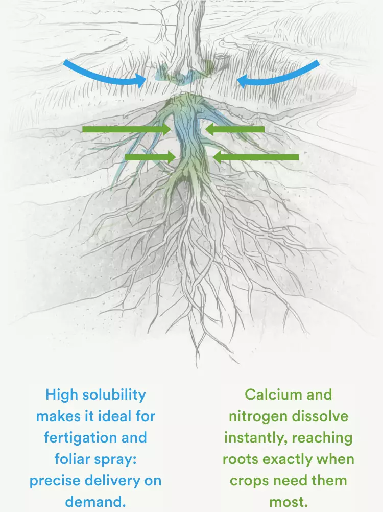 High solubility makes it ideal for fertigation and foliar spray: precise delivery on demand. Calcium and nitrogen dissolve instantly, reaching roots exactly when crops need them most.