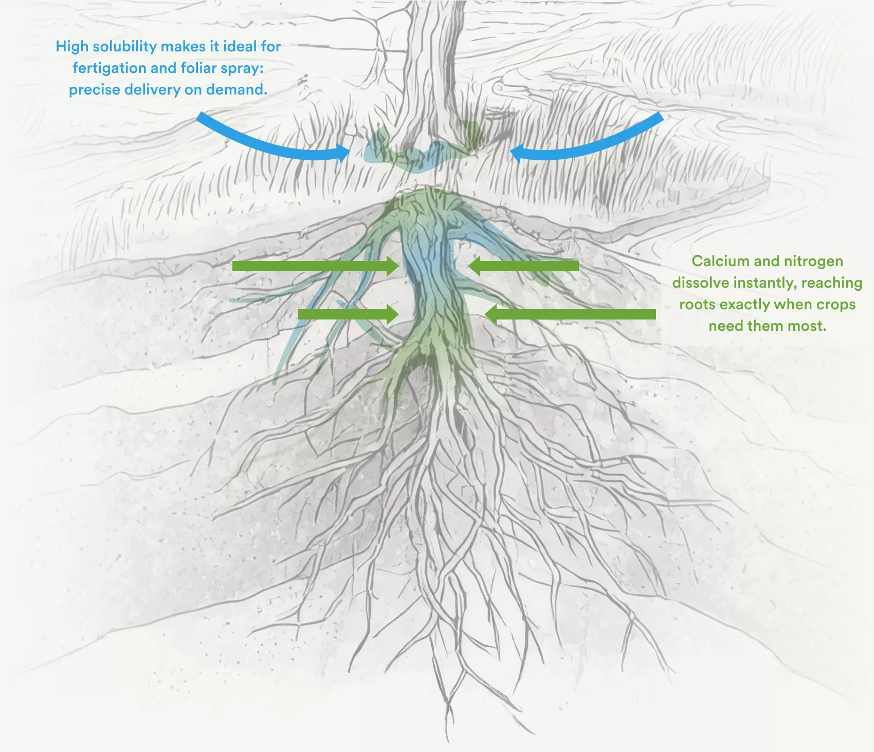 High solubility makes it ideal for fertigation and foliar spray: precise delivery on demand. Calcium and nitrogen dissolve instantly, reaching roots exactly when crops need them most.