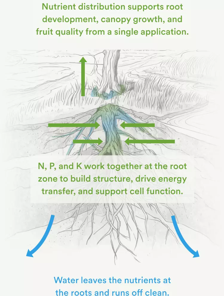 Nutrient distribution supports root development, canopy growth, and fruit quality from a single application. N, P, and K work together at the root zone to build structure, drive energy transfer, and support cell function. Water leaves the nutrients at the roots and runs off clean.