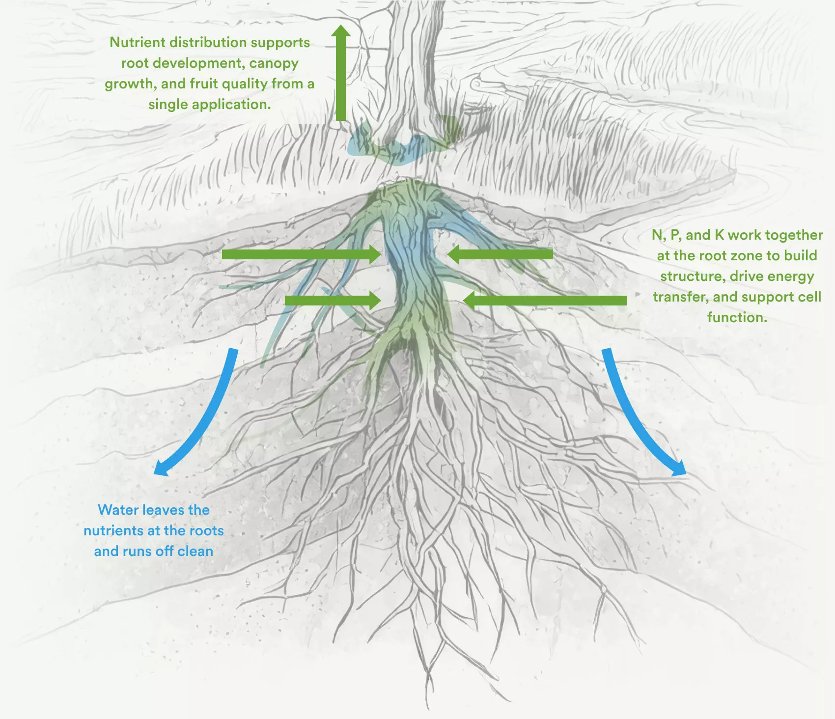 Nutrient distribution supports root development, canopy growth, and fruit quality from a single application. N, P, and K work together at the root zone to build structure, drive energy transfer, and support cell function. Water leaves the nutrients at the roots and runs off clean.