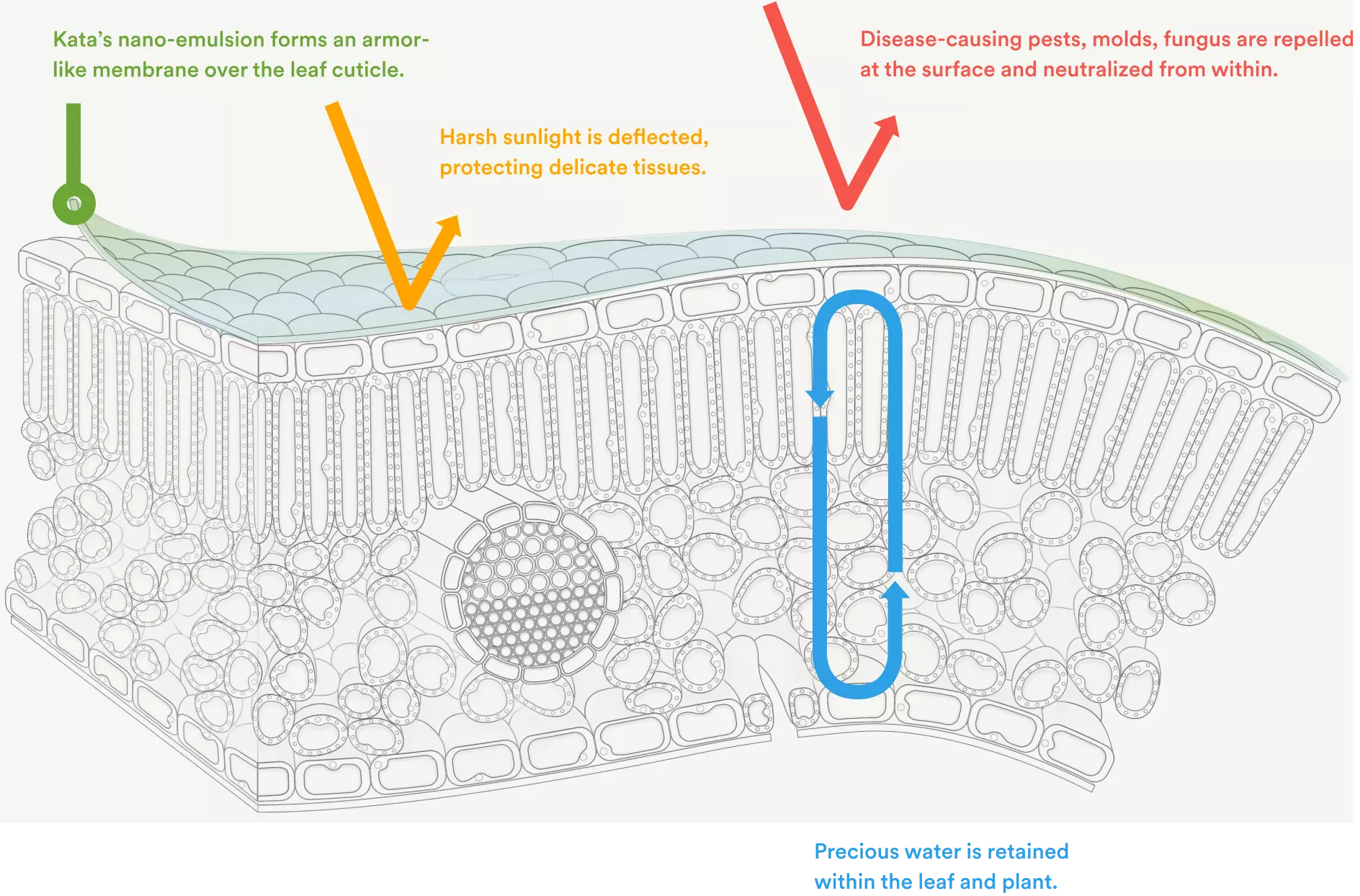 Kata’s nano-emulsion forms an armor-like membrane over the leaf cuticle. Disease-causing pests, molds, fungus are repelled at the surface and neutralized from within. Vascular absorption delivers protection beyond the surface. Precious water is retained within the leaf and plant.