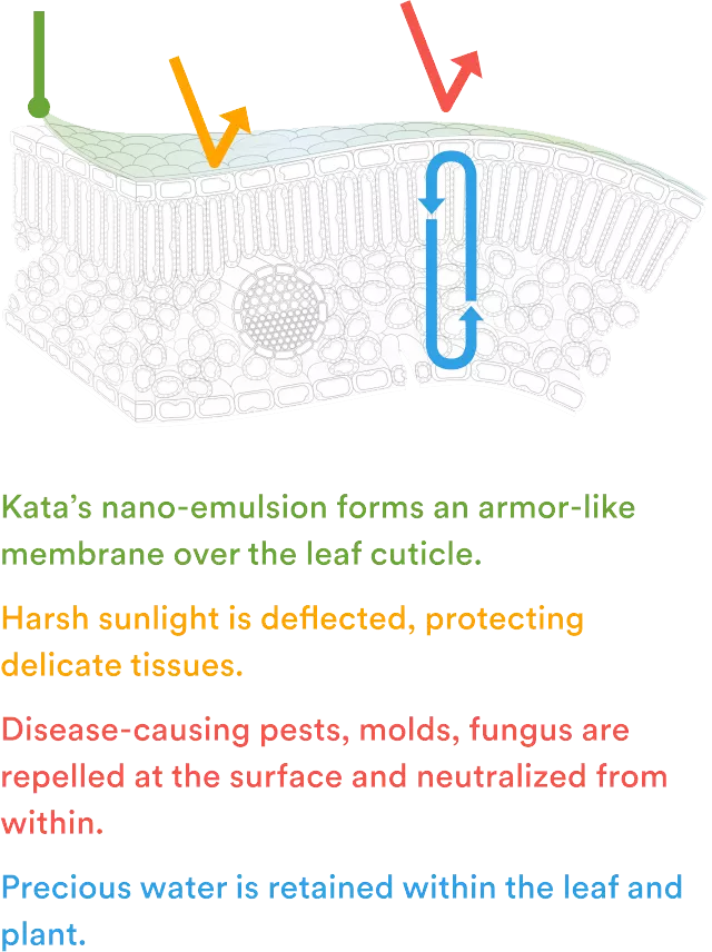 Kata’s nano-emulsion forms an armor-like membrane over the leaf cuticle. Disease-causing pests, molds, fungus are repelled at the surface and neutralized from within. Vascular absorption delivers protection beyond the surface. Precious water is retained within the leaf and plant.
