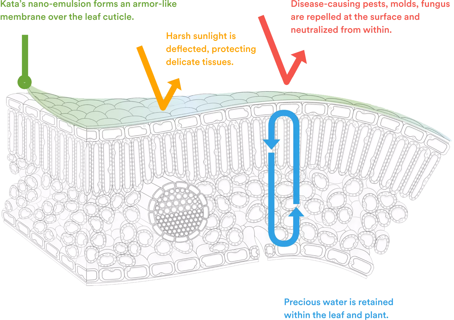 Kata’s nano-emulsion forms an armor-like membrane over the leaf cuticle. Disease-causing pests, molds, fungus are repelled at the surface and neutralized from within. Vascular absorption delivers protection beyond the surface. Precious water is retained within the leaf and plant.