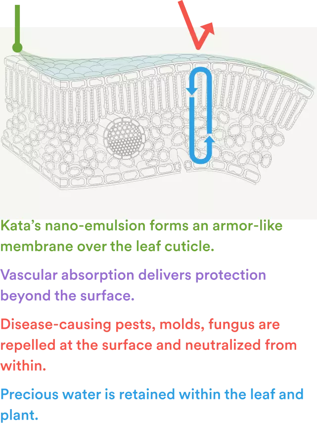 Kata’s nano-emulsion forms an armor-like membrane over the leaf cuticle. Disease-causing pests, molds, fungus are repelled at the surface and neutralized from within. Vascular absorption delivers protection beyond the surface. Precious water is retained within the leaf and plant.