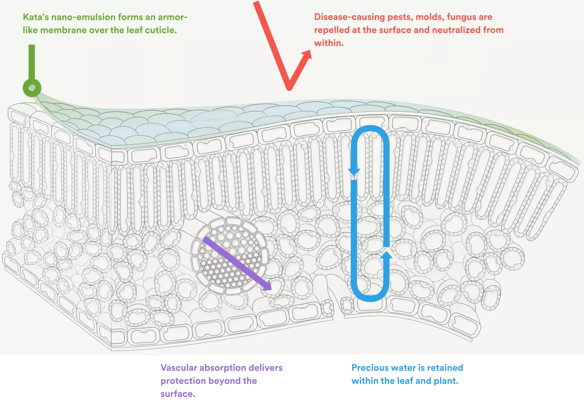 Kata’s nano-emulsion forms an armor-like membrane over the leaf cuticle. Disease-causing pests, molds, fungus are repelled at the surface and neutralized from within. Vascular absorption delivers protection beyond the surface. Precious water is retained within the leaf and plant.