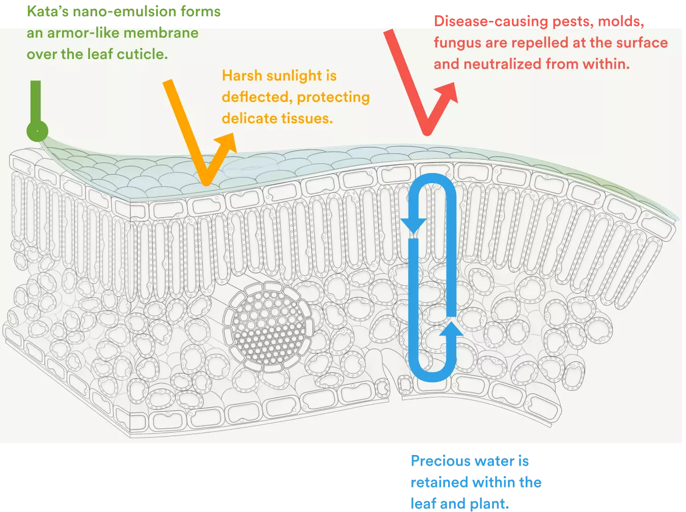 Kata’s nano-emulsion forms an armor-like membrane over the leaf cuticle. Disease-causing pests, molds, fungus are repelled at the surface and neutralized from within. Vascular absorption delivers protection beyond the surface. Precious water is retained within the leaf and plant.